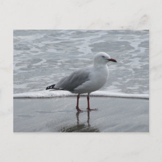 Seagull by the Water Postcard