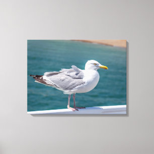 Seagull canvas print