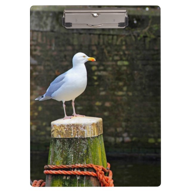 Seagull Clipboard (Front)
