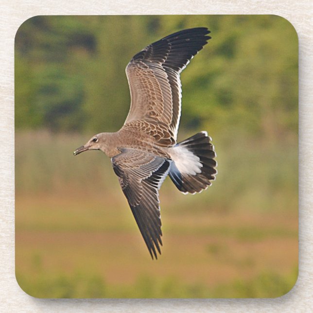 Seagull Coaster (Front)