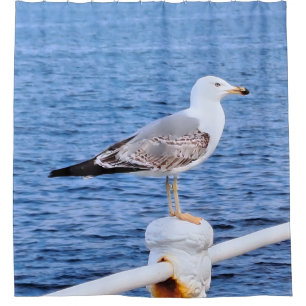 Seagull Constanta Romania – Black Sea Photography