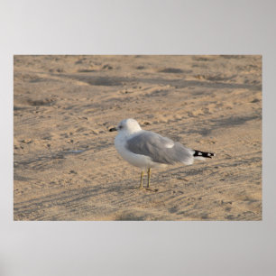 Seagull debout en solo sur Hampton Beach Poster