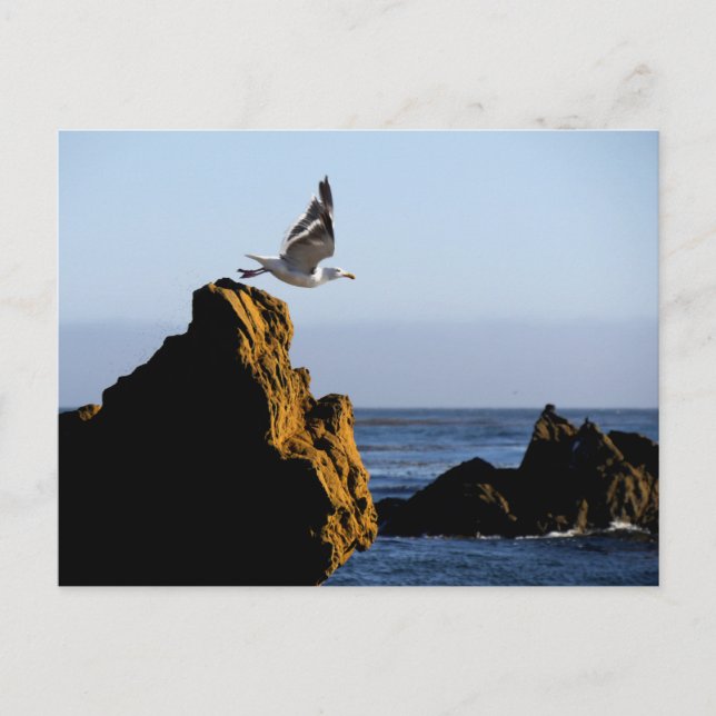 Seagull Departs Postcard (Front)