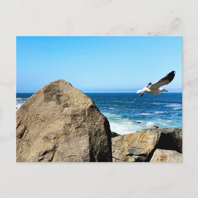 Seagull Departs  Postcard (Front)