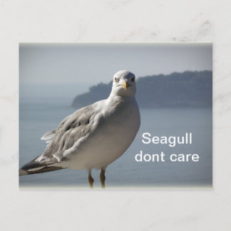 Seagull don`t care postcard