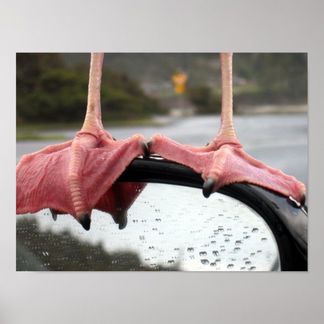 Seagull Feet Poster (Front)