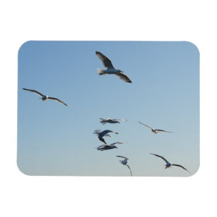 Seagull Flying Horizontal Flexible Photo Magnet