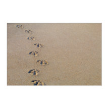 Seagull footprints in the sand