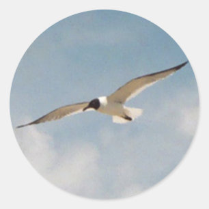 Seagull Gliding Sticker