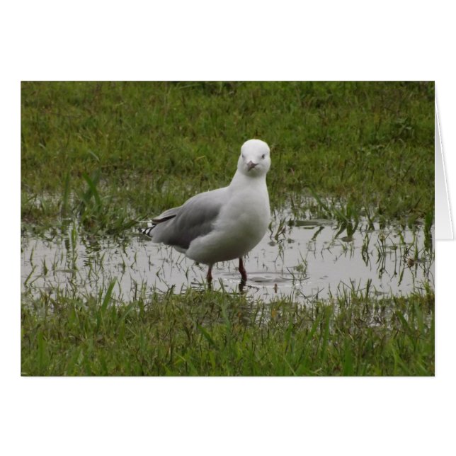 Seagull in a Puddle (Front Horizontal)