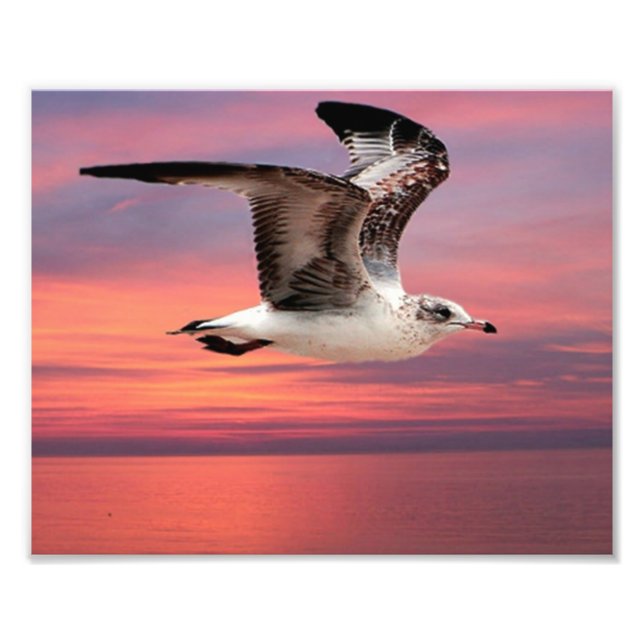 Seagull in beautiful flight photo print (Front)
