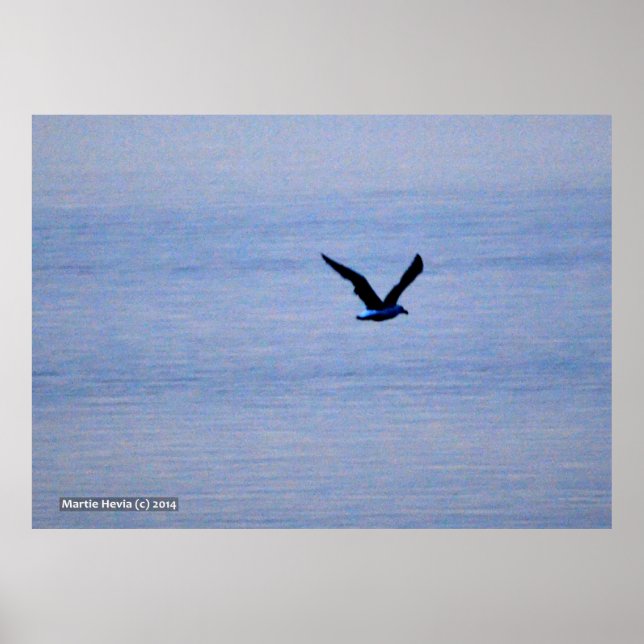 Seagull in Blue Poster (Front)
