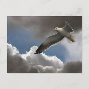 SEAGULL IN CLOUDS POSTCARD