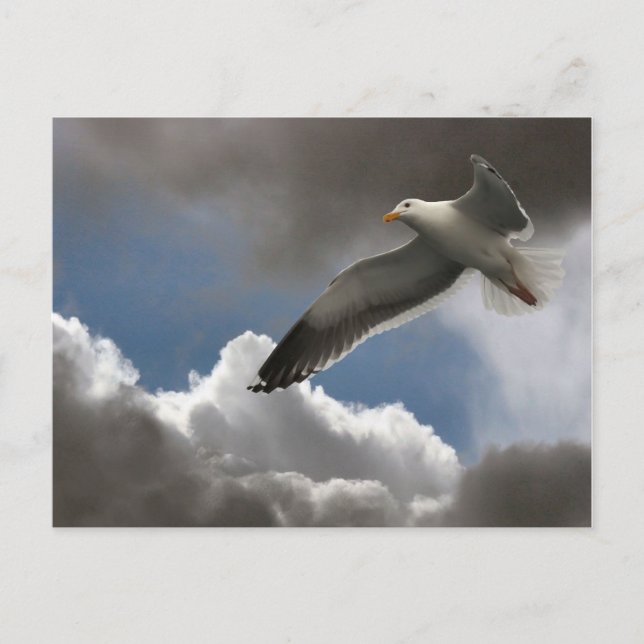 SEAGULL IN CLOUDS POSTCARD (Front)