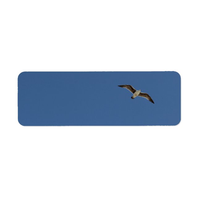 Seagull in flight (Front)