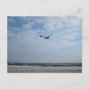 Seagull in Flight Beach Original Photography Postcard