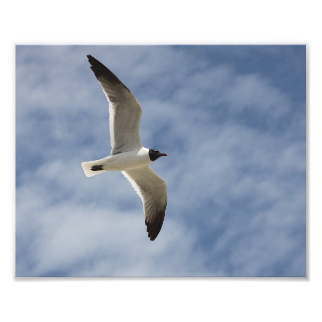 Seagull in Flight Photo Print (Front)
