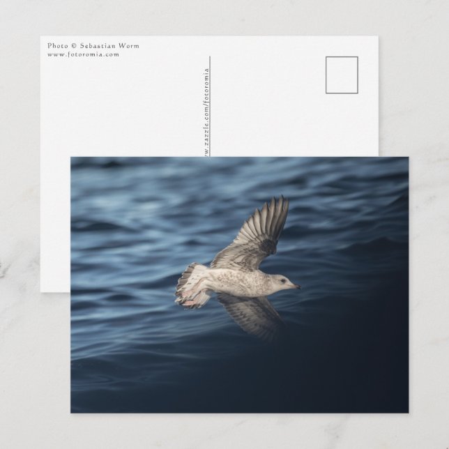 Seagull in Flight Postcard (Front/Back)