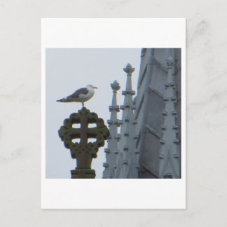 Seagull in Glasgow Postcard
