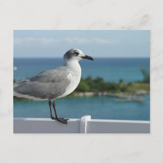 Seagull In Paradise Postcard