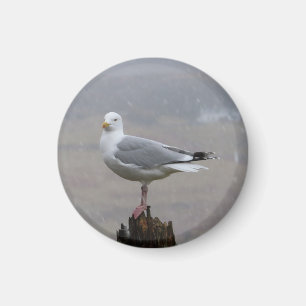 Seagull in Snow Circle Photo Magnet