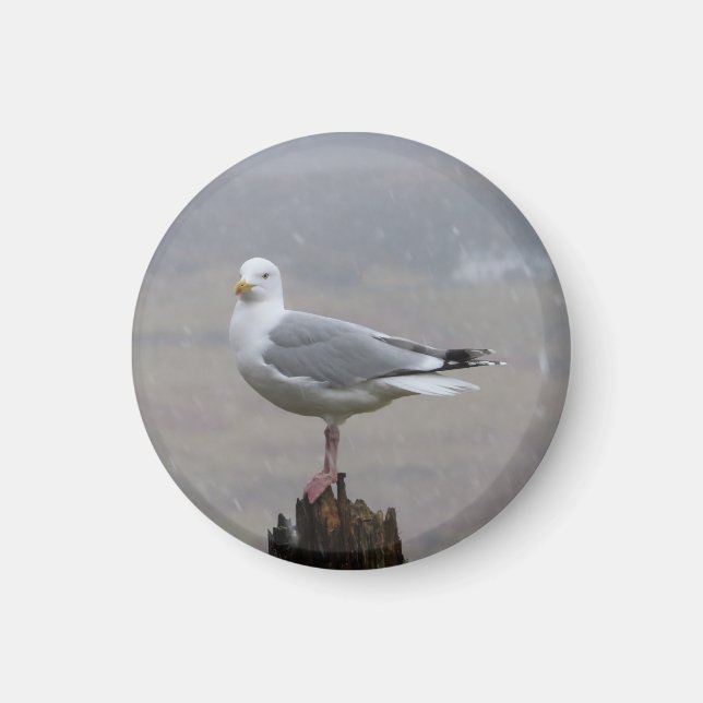 Seagull in Snow Circle Photo Magnet (Front)