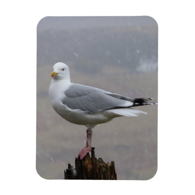 Seagull in Snow Vertical Flexible Photo Magnet (Vertical)