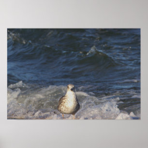 Seagull in the Ocean Poster