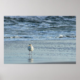 Seagull in the Ocean Poster