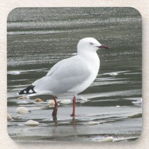 Seagull in Water Coaster