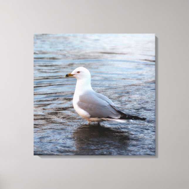 Seagull in Water with Soft Morning Light Canvas Print (Front)