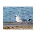 Seagull, Lake Ontario, Toronto, Canada