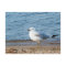 Seagull, Lake Ontario, Toronto, Canada