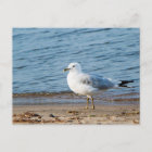 Seagull, Lake Ontario, Toronto, Canada