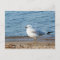 Seagull, Lake Ontario, Toronto, Canada