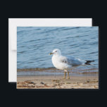 Seagull, Lake Ontario, Toronto, Canada Postcard<br><div class="desc">Seagull,  Lake Ontario,  Toronto,  Canada,  Photo taken by Ellen Elkine,  Postcrossing,  Postcard</div>