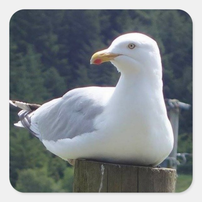 Seagull Laying Down on Fence Post  Square Sticker (Front)