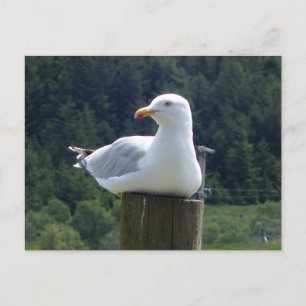 Seagull Laying Down  Postcard