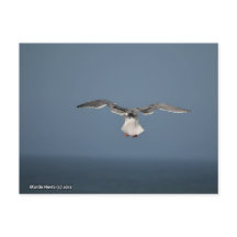 Seagull Leaves Postcard