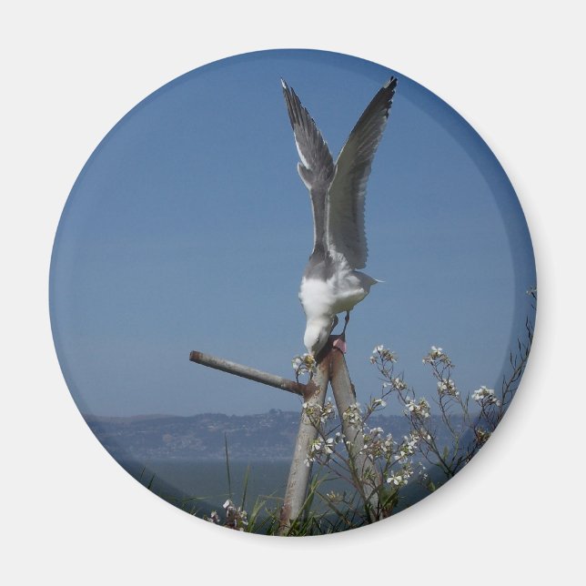 Seagull Magnet (Front)