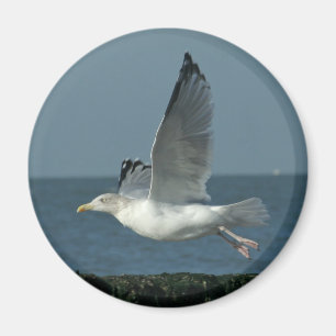 seagull magnet
