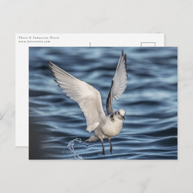 Seagull Nature Photo Postcard (Front/Back)