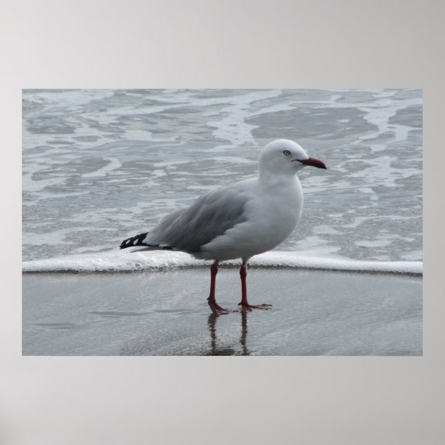 Seagull Near the Water's Edge Poster (Front)