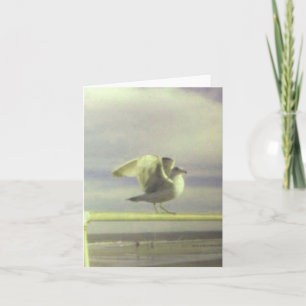 Seagull Note Card