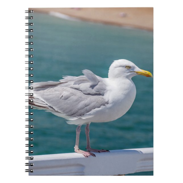 Seagull notebook (Front)