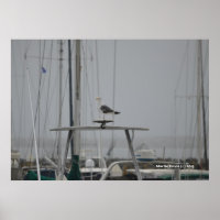 Seagull on a Boat