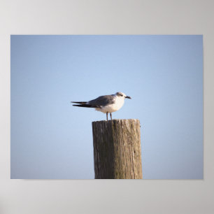 Seagull on a Post Poster