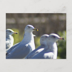 Seagull on a Rail Postcard