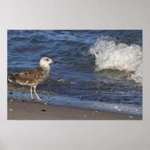 Seagull on Beach with Wave Poster