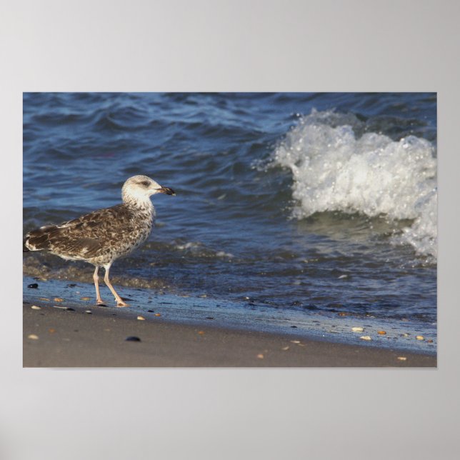 Seagull on Beach with Wave Poster (Front)
